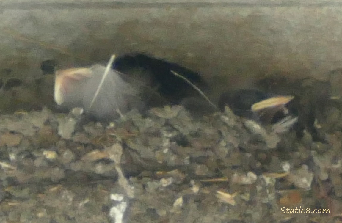 Barn Swallow babies in the nest
