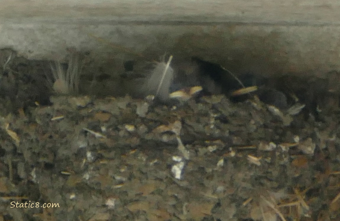 Barn Swallow babies in the nest