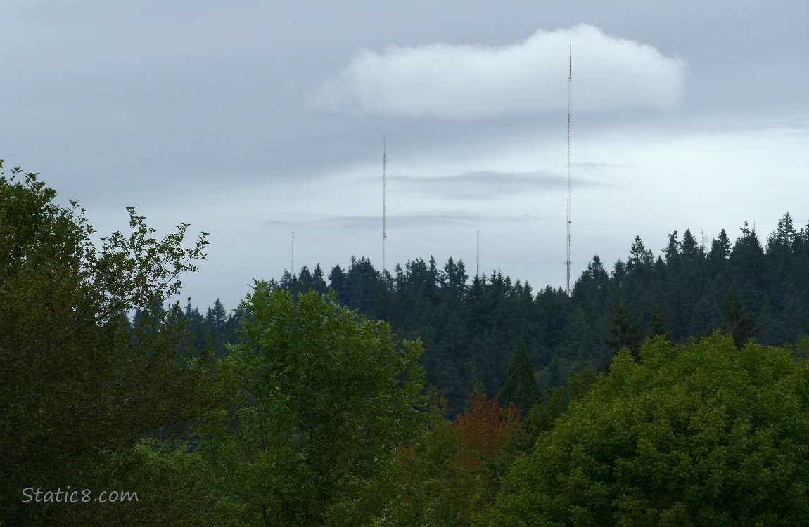 Grey clouds over dark trees