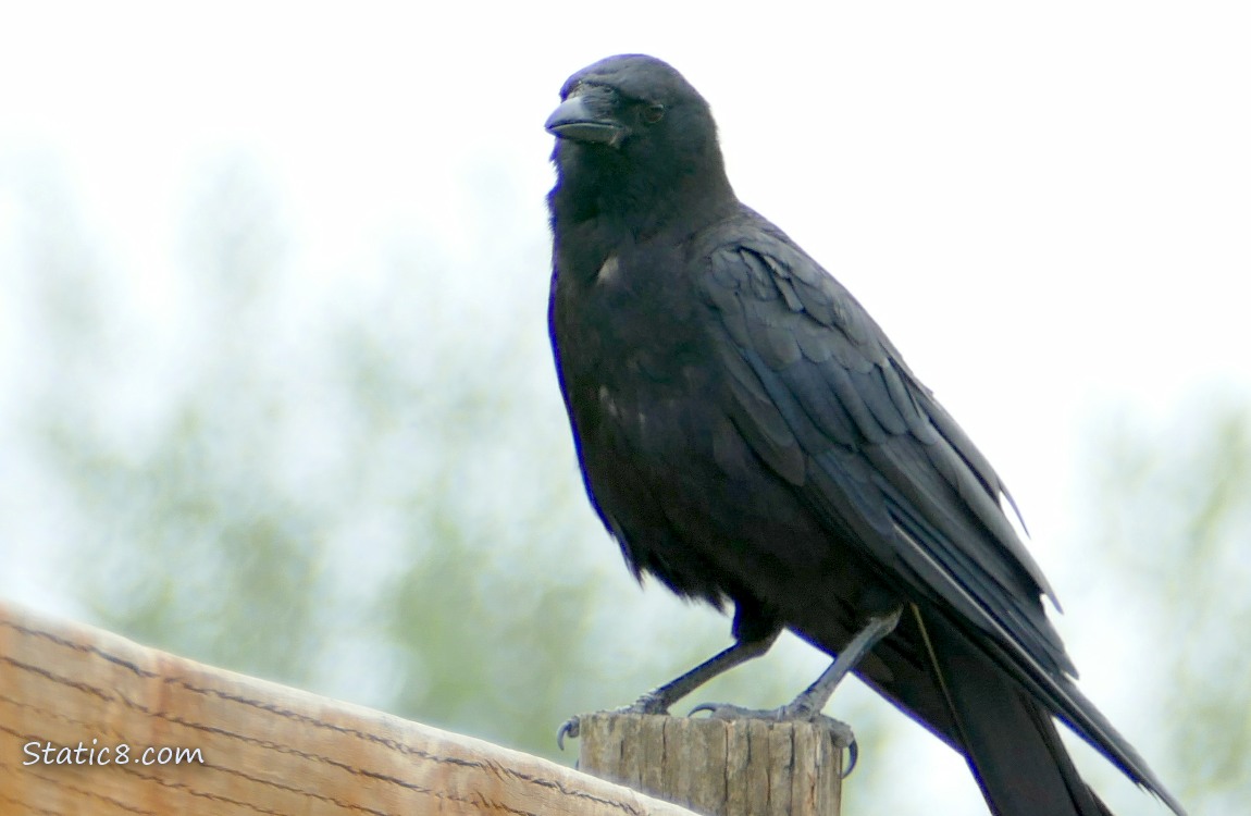 A Crow standing on a wood fence