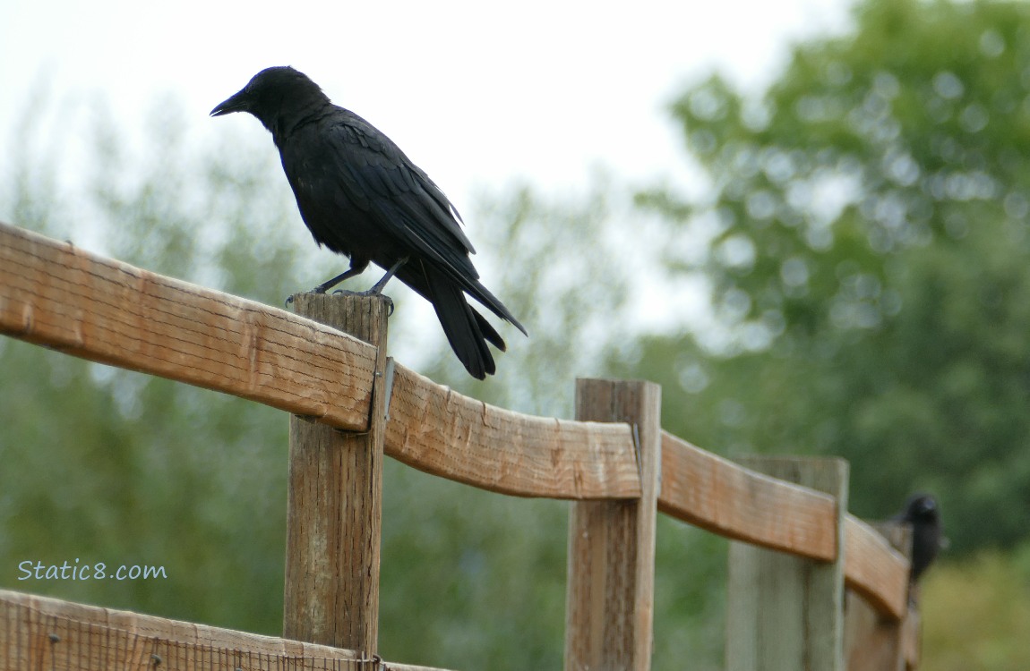Crows standing on a wood fence