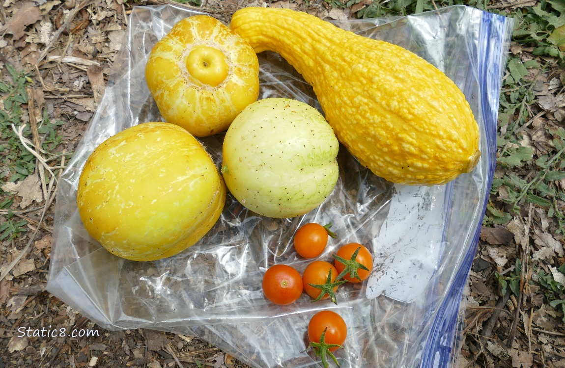 harvested veggies laying on a ziplock bag on the ground