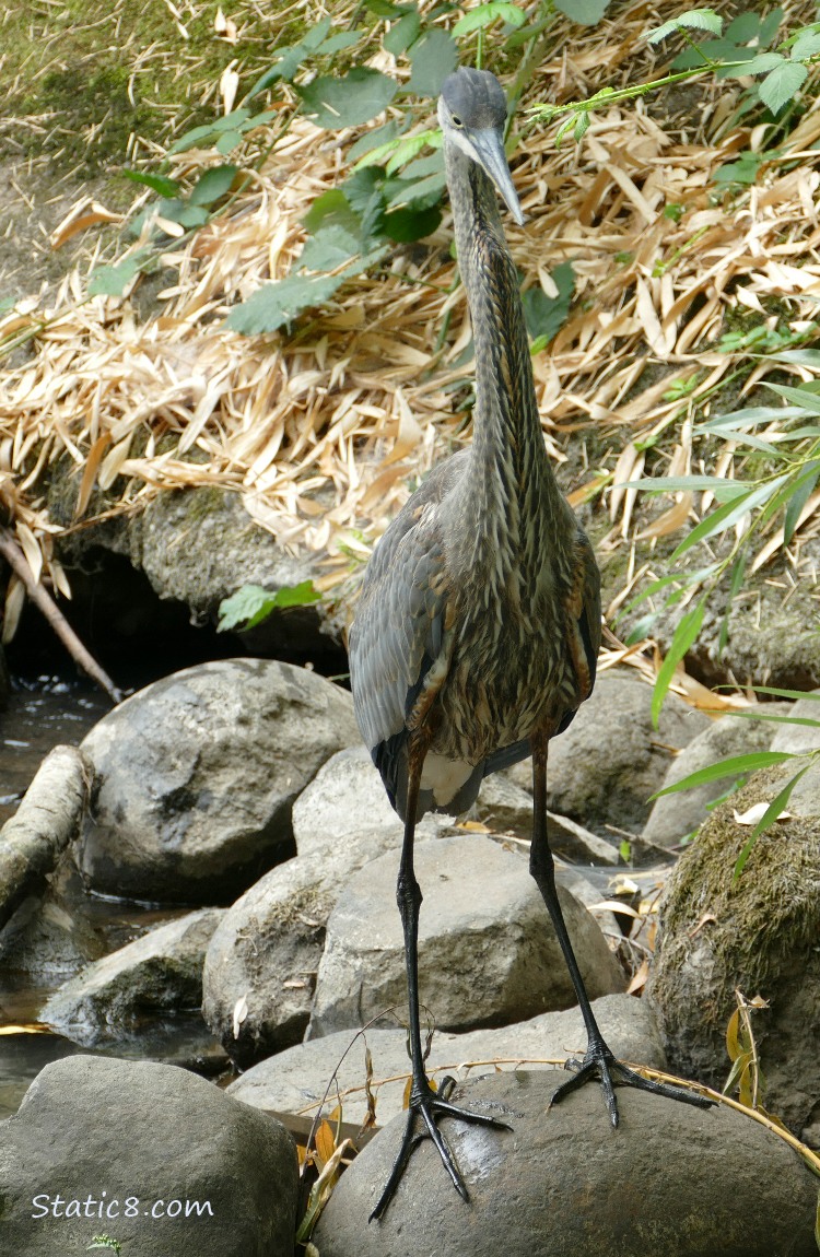 Great Blue Heron standing on a rock in the creek