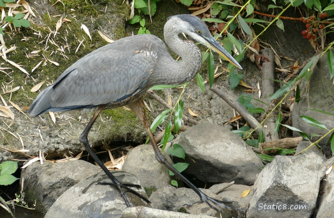 Great Blue Heron walking on rocks