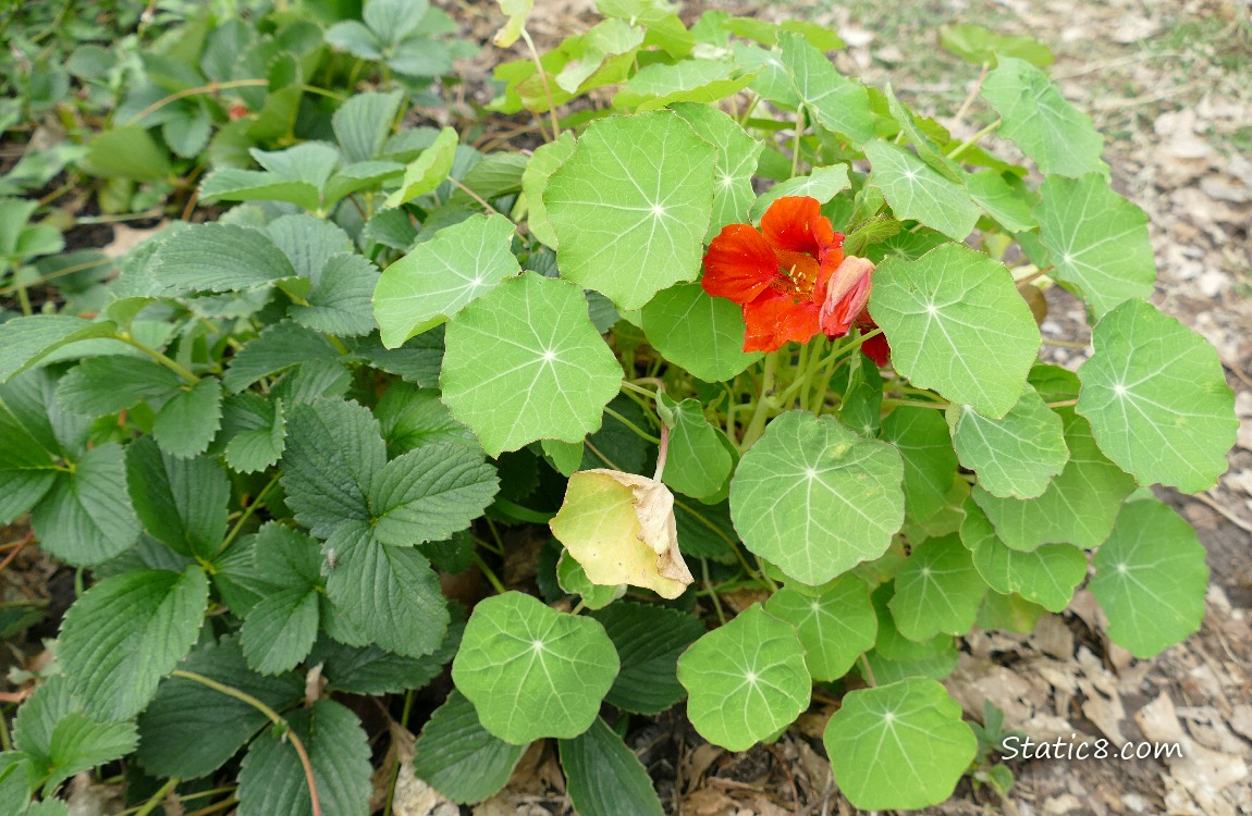 Red bloom on a Nasturtium plant, next to a strawberry plant
