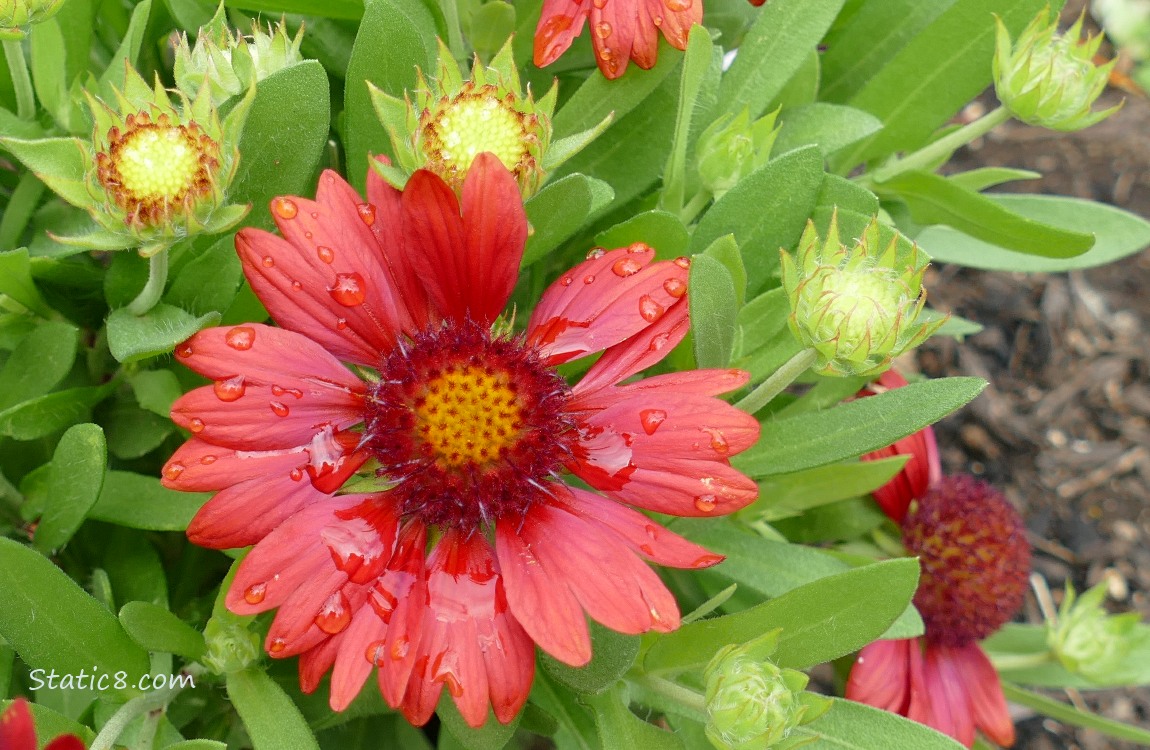 close up of a Blanket Flower bloom