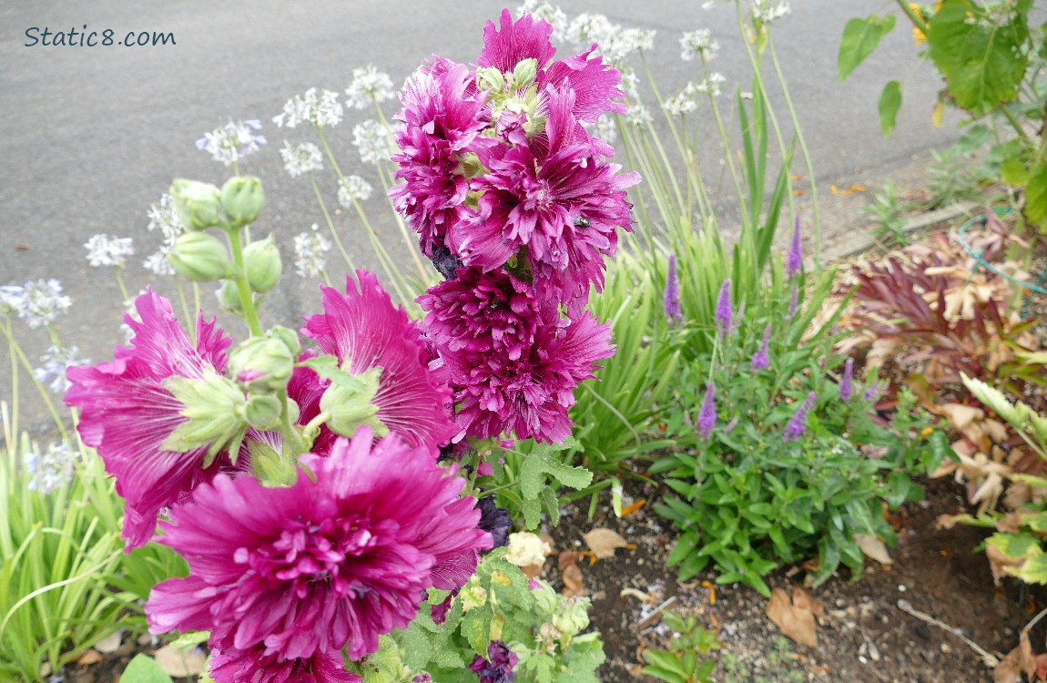 Pink double petal Hollyhocks with other flowers