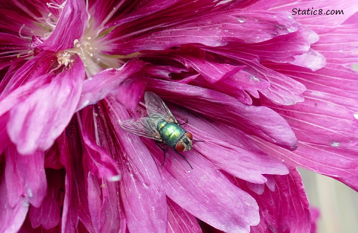 House fly standing on pink Hollyhock petals