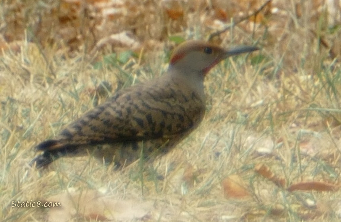 Northern Flicker standing in the grass