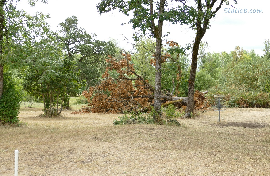 Fallen tree next to a frisbee golf target