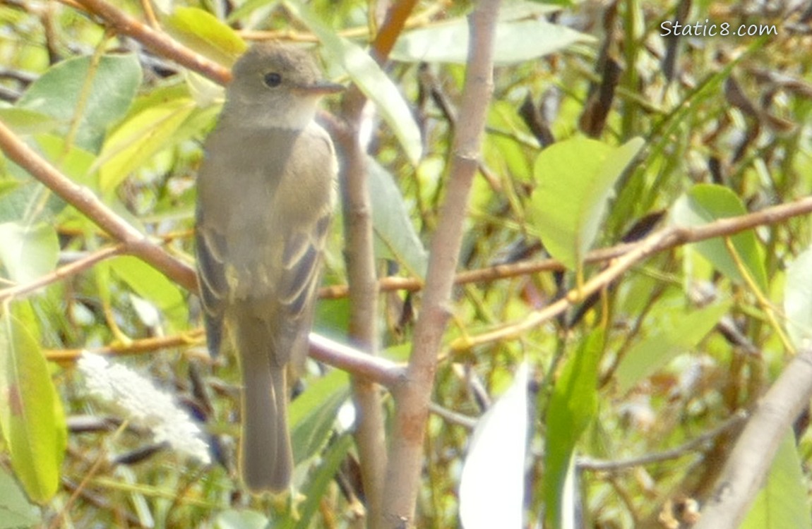 Wood Pewee standing on a twig