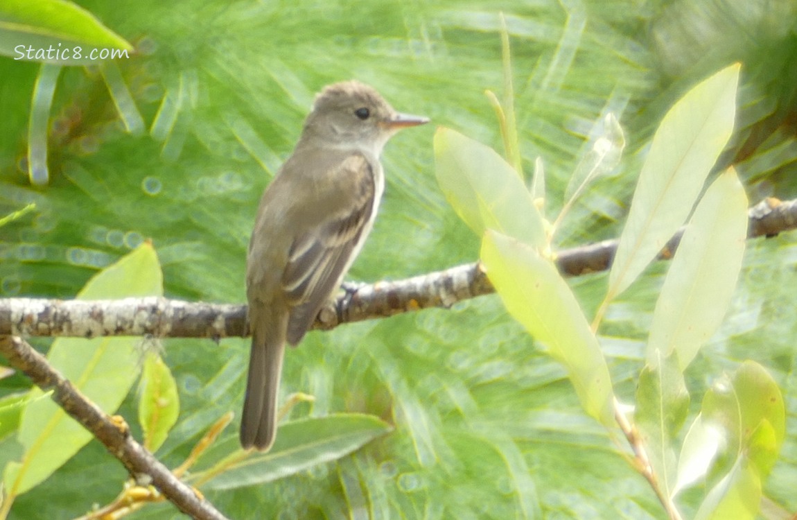 Wood Pewee standing on a twig