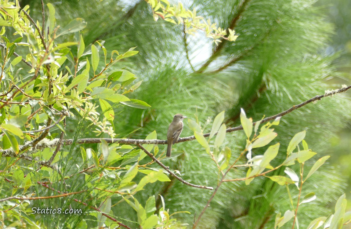 Wood Pewee standing on a twig
