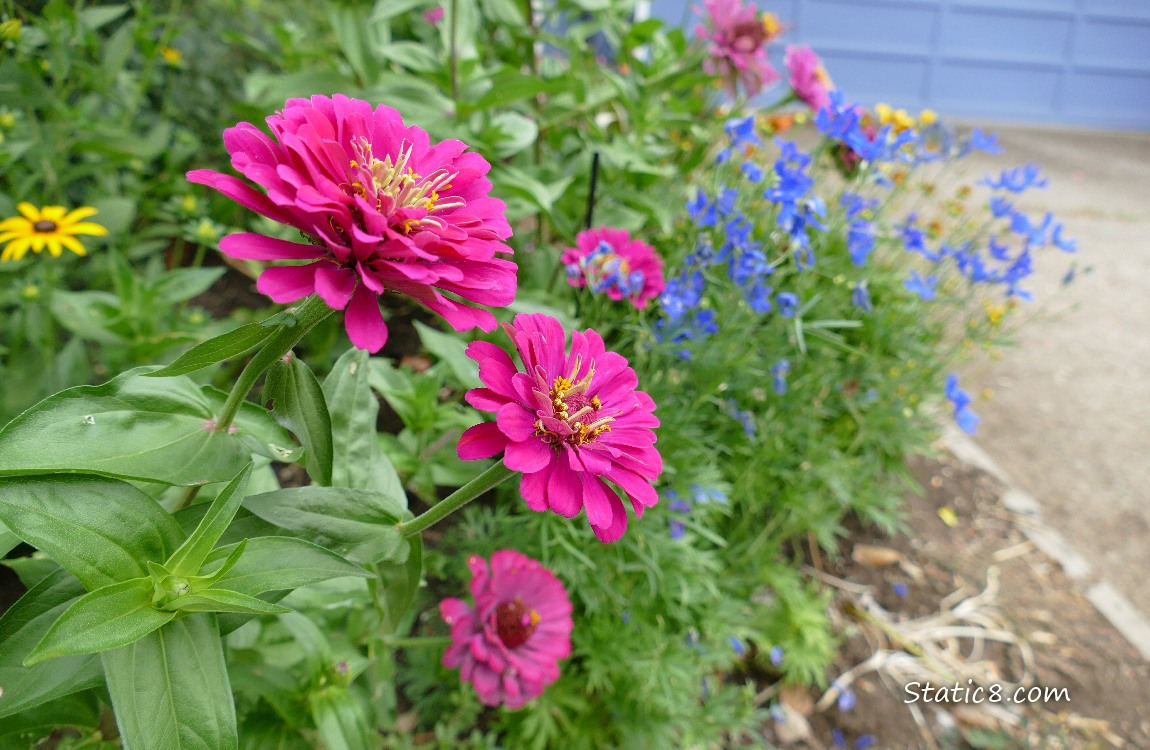Pink Zinnia blooms with blue flowers in the background