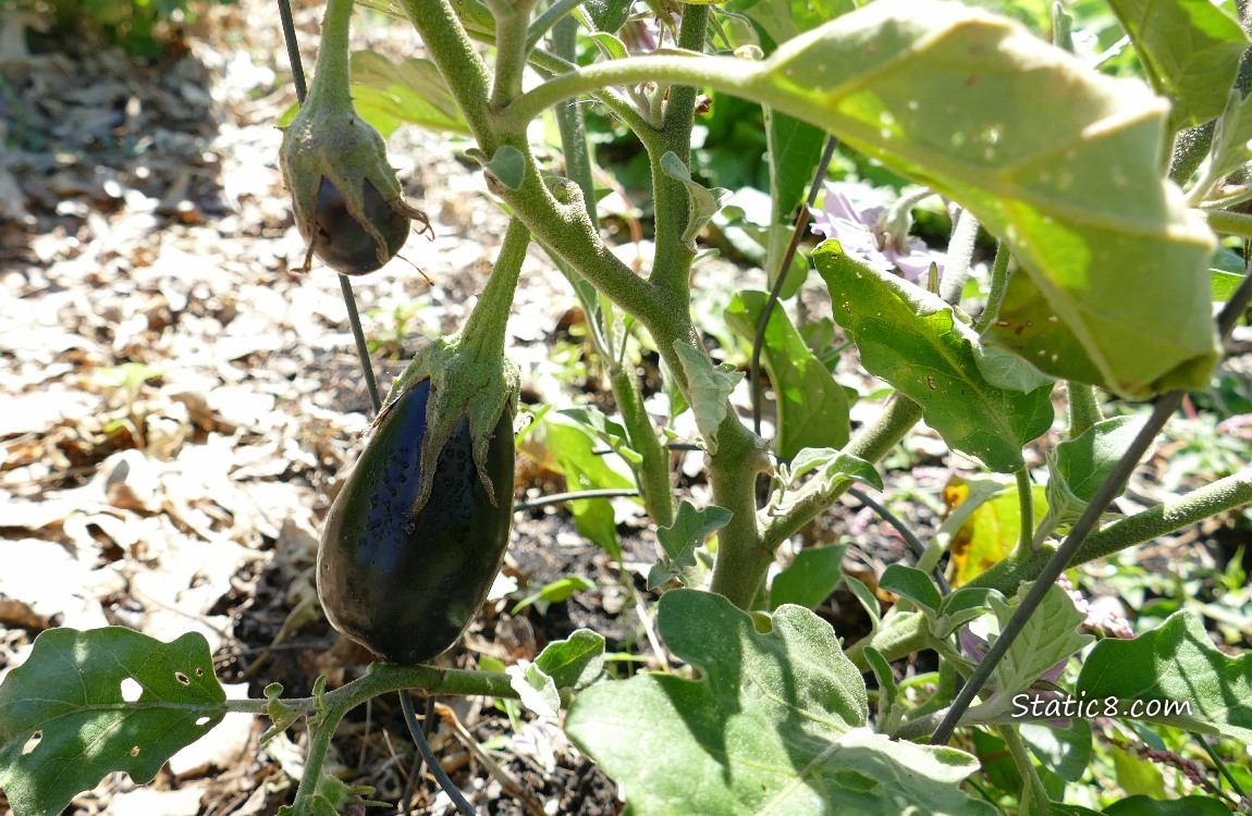 Aubergine fruits hanging from the plant