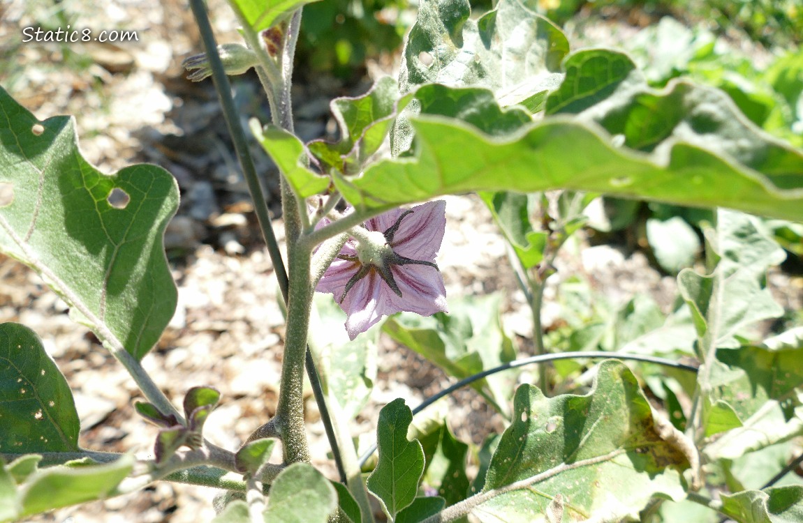 Looking down on a light purple Aubergine bloom