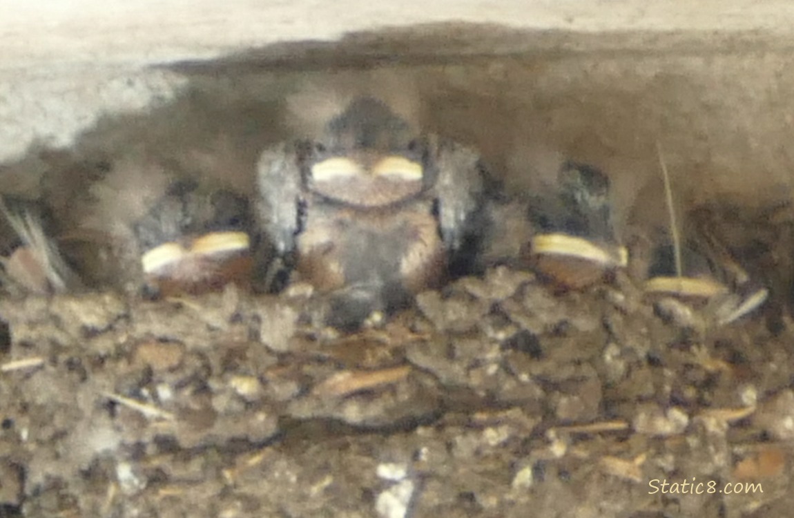 Barn Swallow babies in the nest