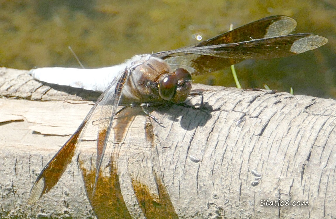 Dragonfly standing on a log