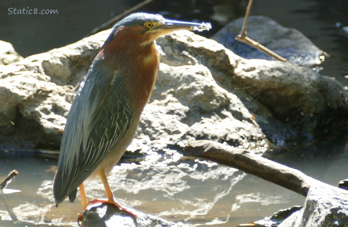 Green Heron standing near rocks in the creek