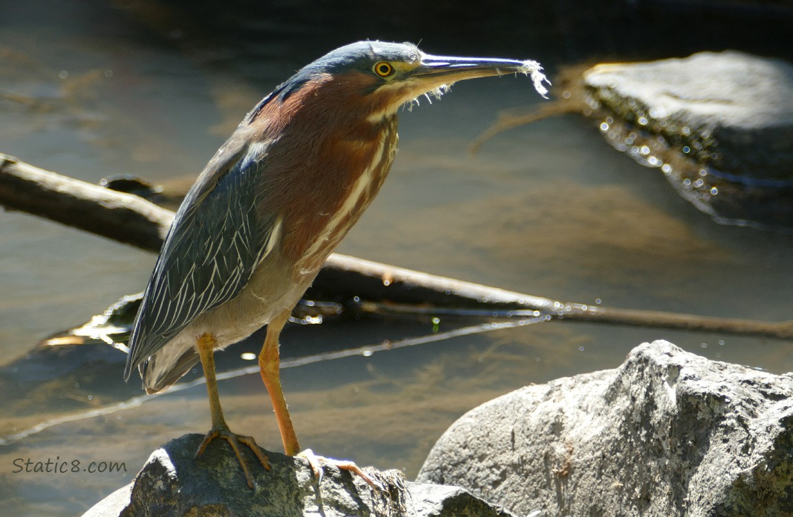 Green Heron standing on a rock in the creek