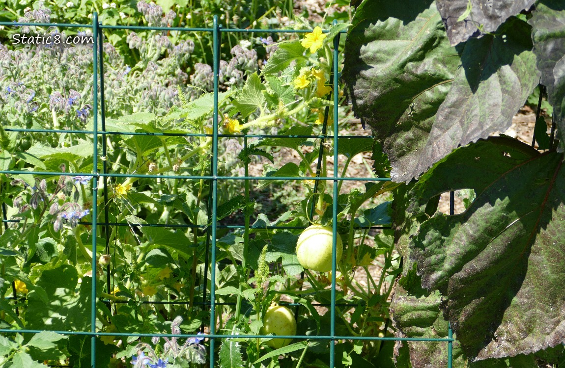 Lemon Cucumbers on a trellis