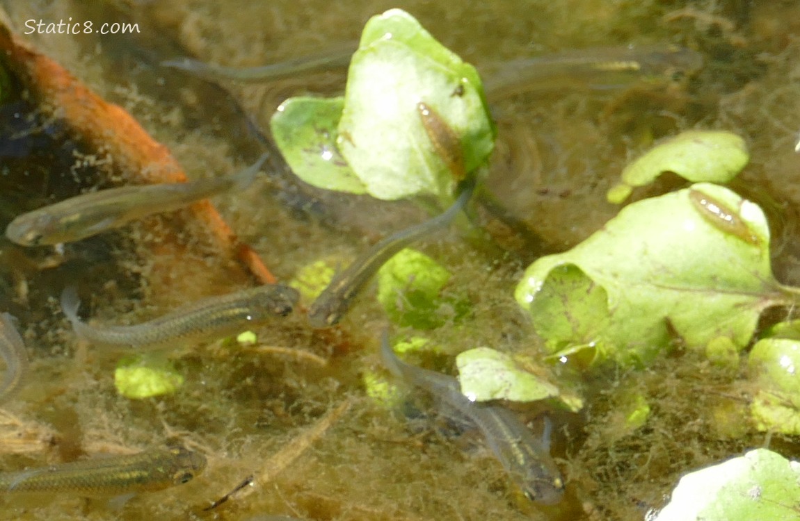 Minnows in the water and tiny leeches on leaves
