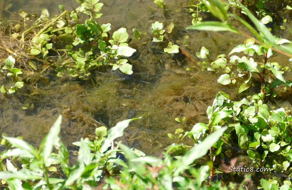 Looking down at the edge of the creek