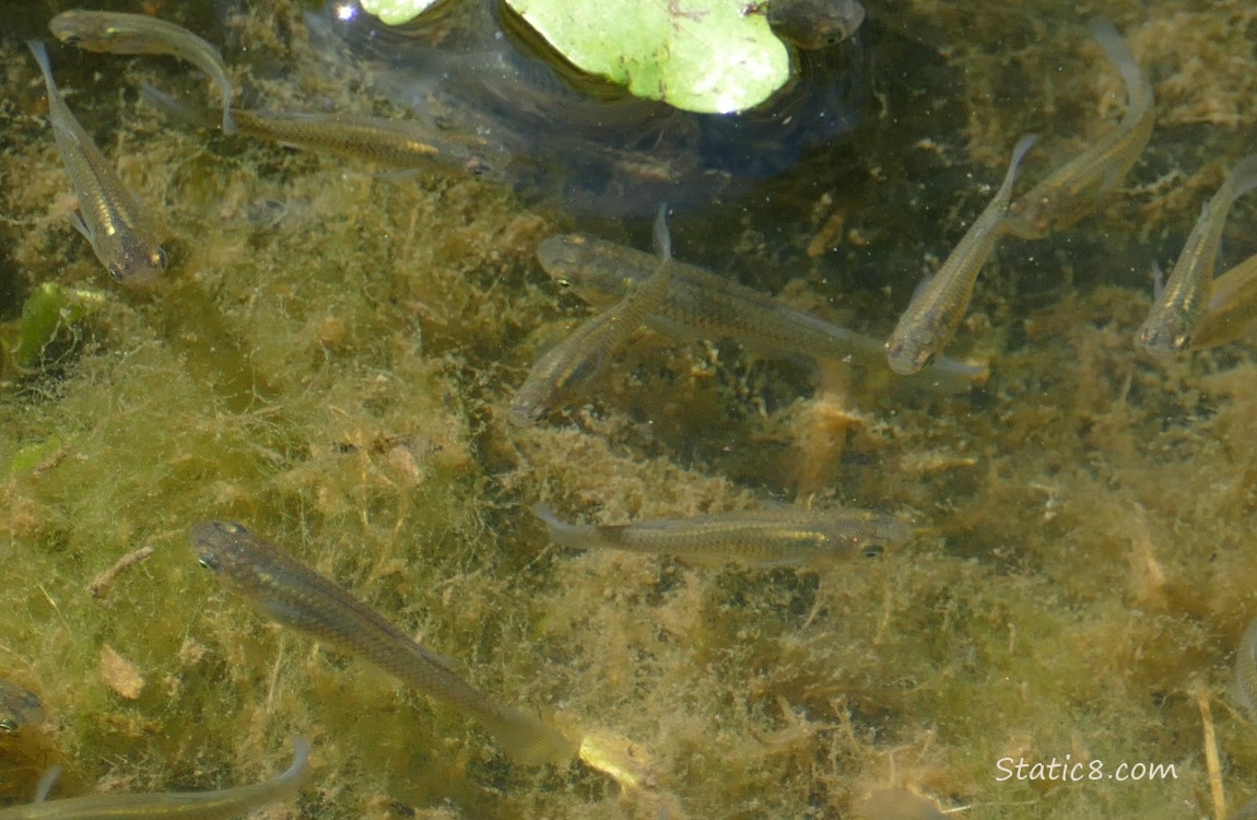 Minnows swimming in water