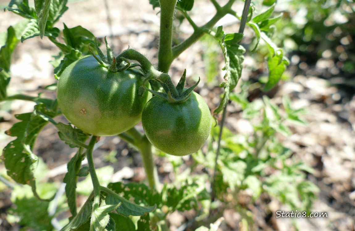 Green tomatoes on the vine