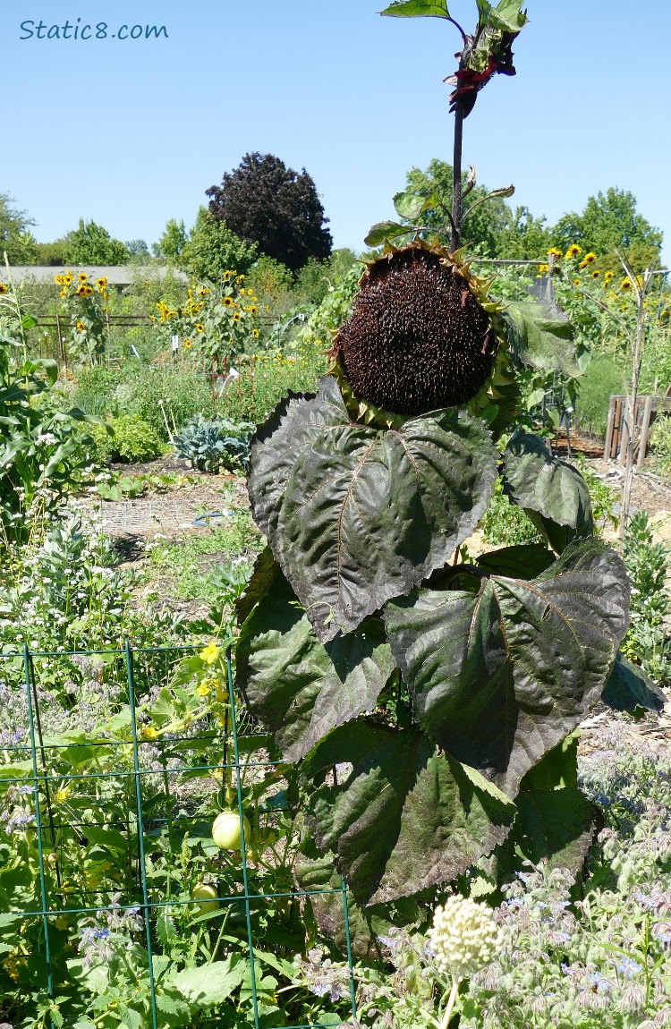 Sunflower with dark blooms