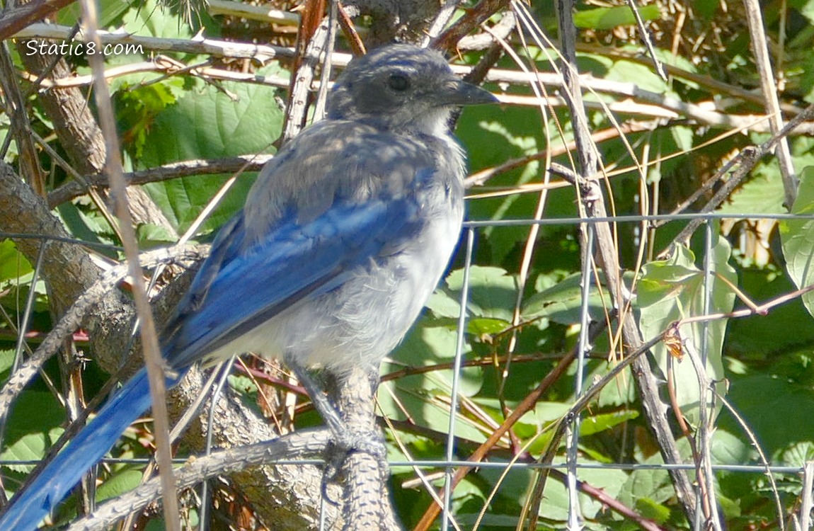 Scrub Jay in a tree