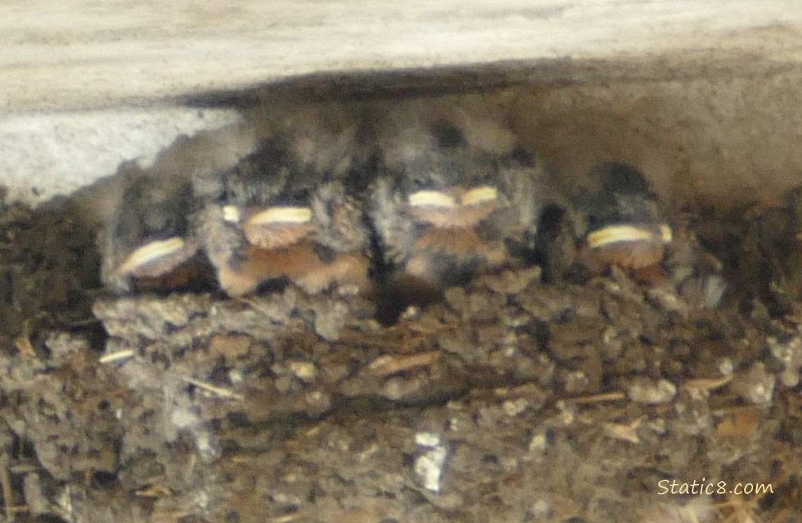 Barn Swallow babies in the nest