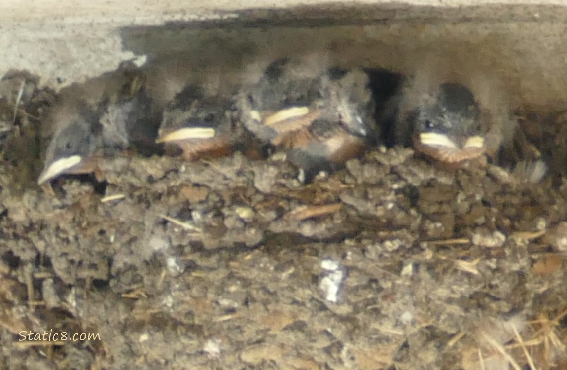 Barn Swallow babies in the nest