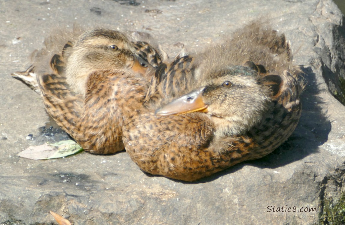 Two grown ducklings sitting on a rock