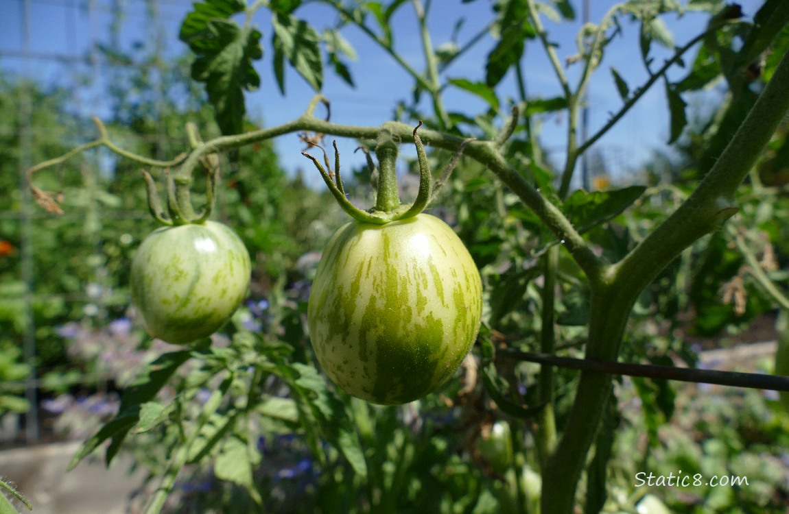 Green tomatoes ripening on the vine