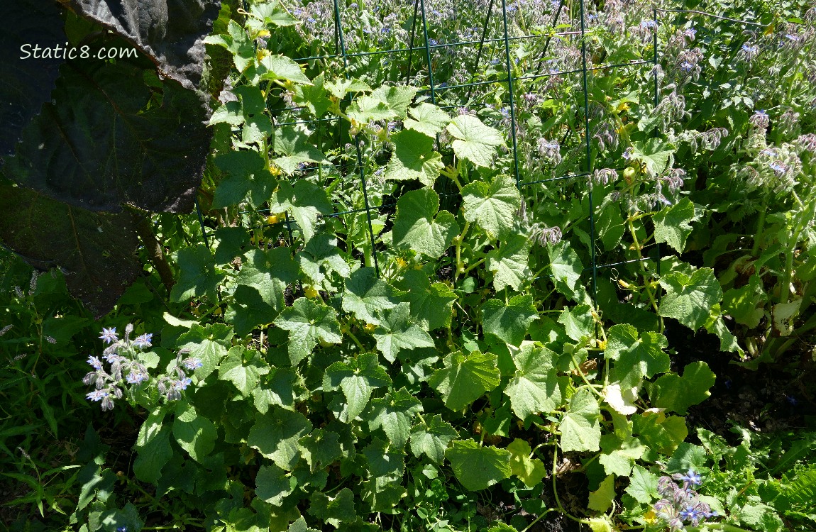 Cucumber plants growing on a wire trellis