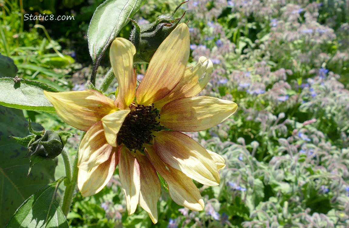 Small sunflower blossom