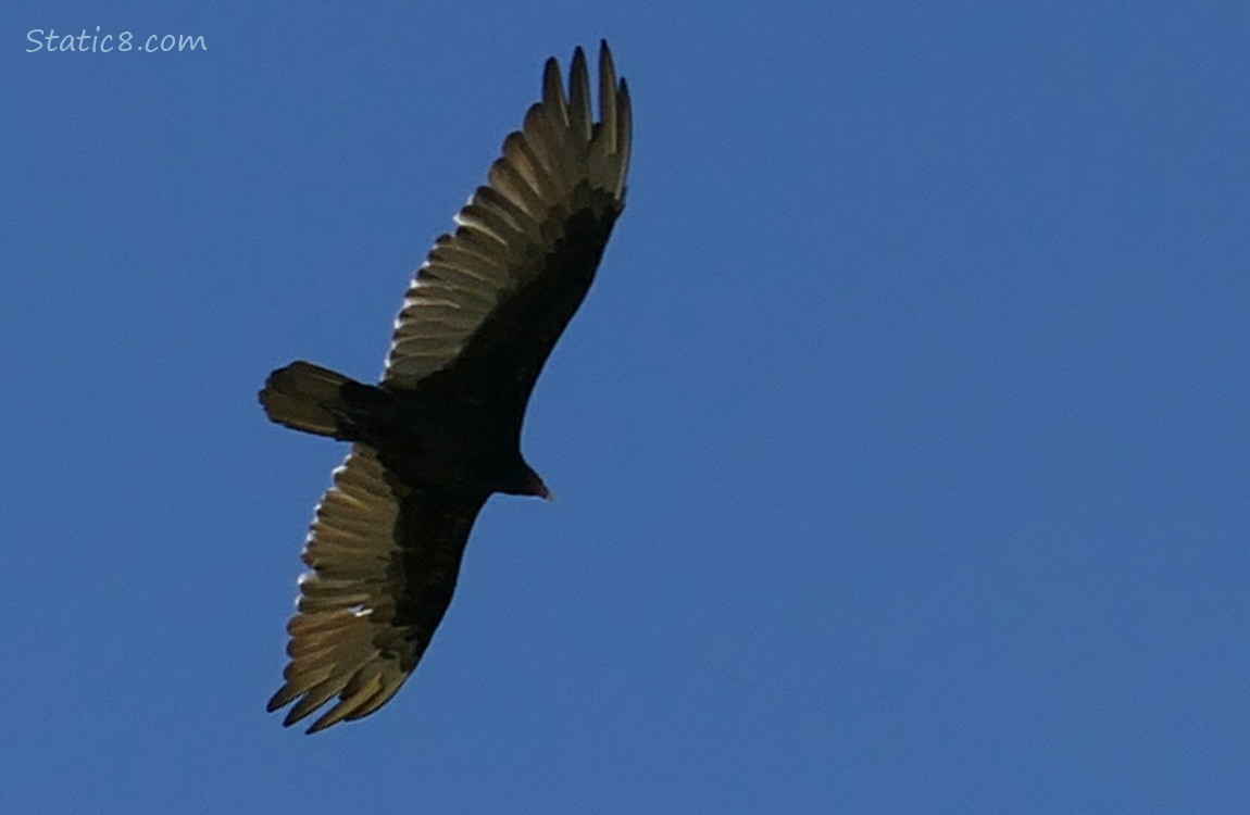 Turkey Vulture flying in the blue sky