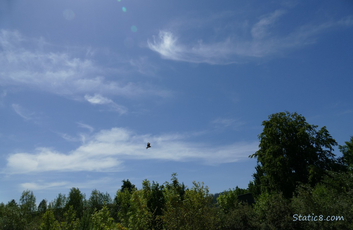 Blue sky with a vulture flying