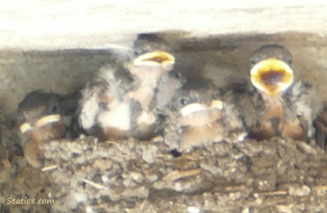 Barn Swallow babies in the nest