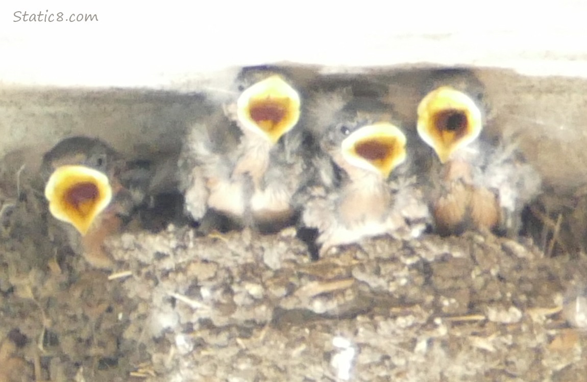 Barn Swallow babies begging in the nest