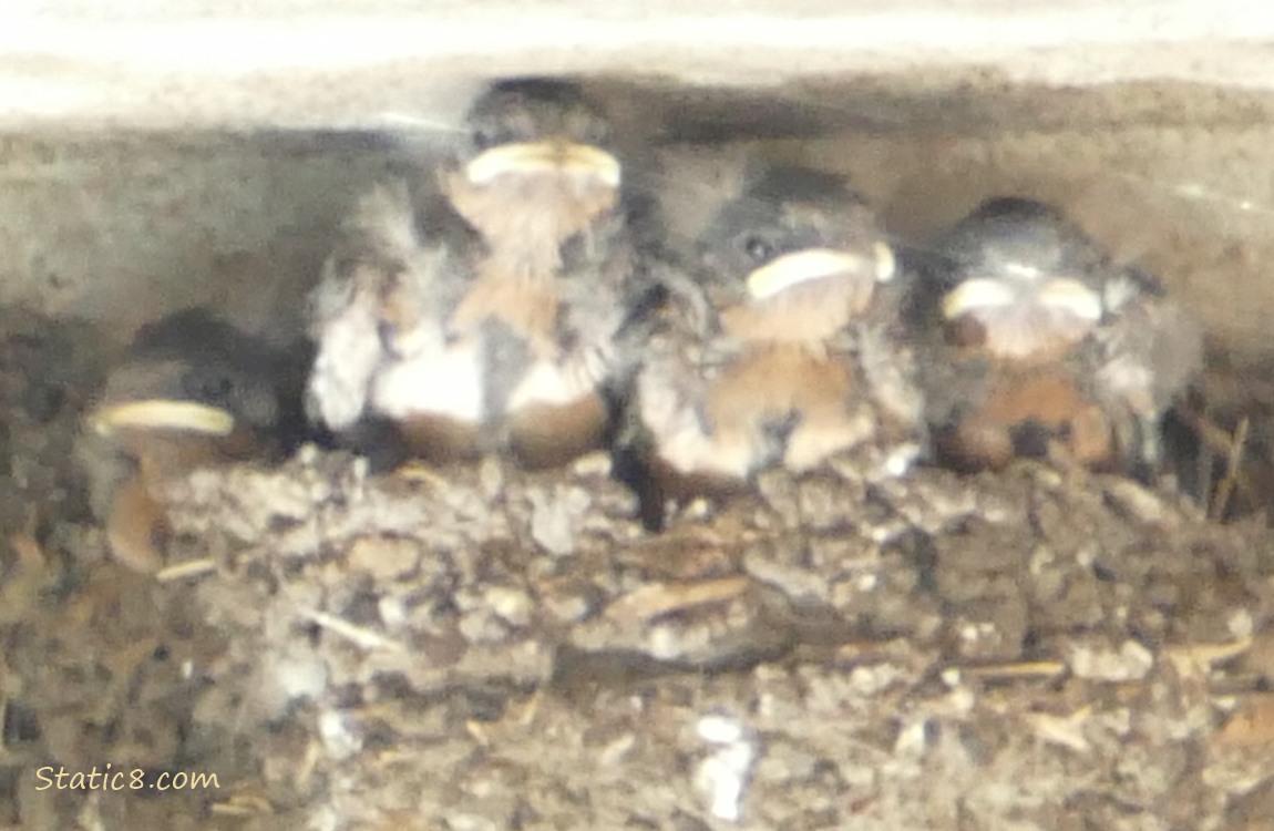Barn Swallow babies in the nest