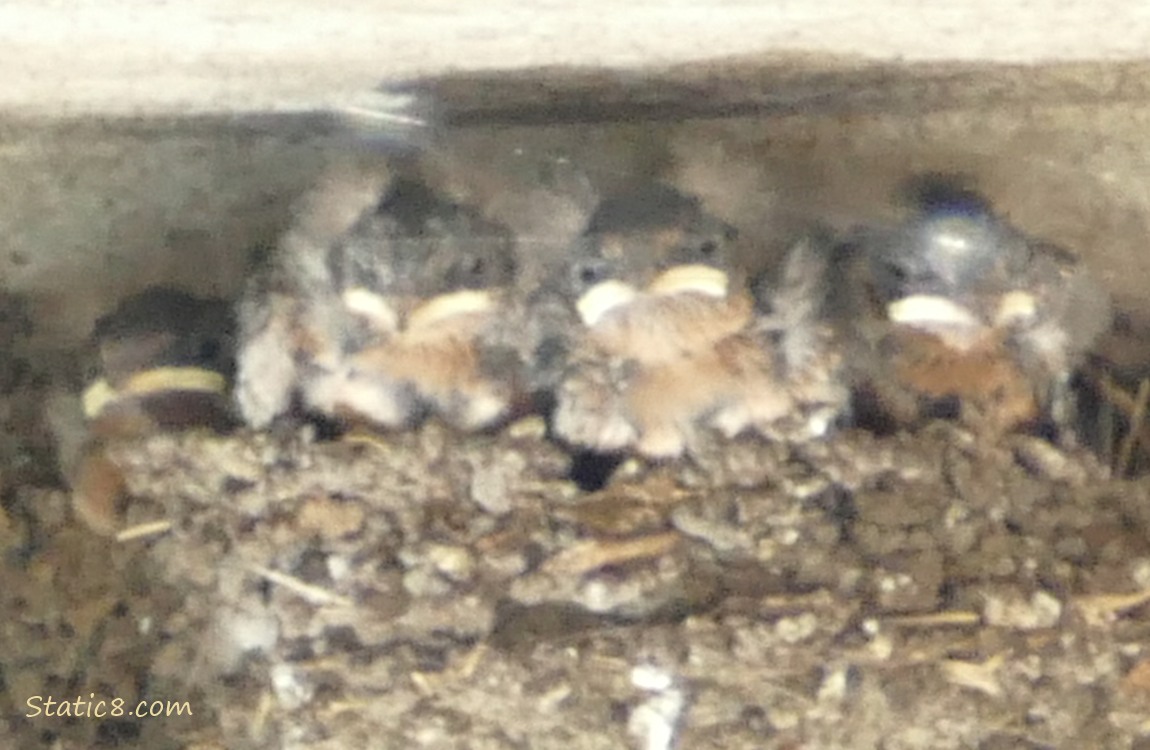 Barn Swallow babies in the nest