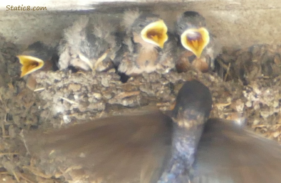 Barn Swallow parent flying up to the nest