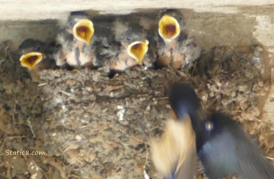Barn Swallow parent flying in to feed the babies in the nest