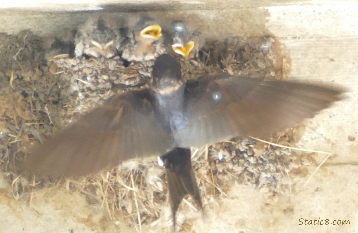 Barn Swallow parent flying in to feed the babies in the nest