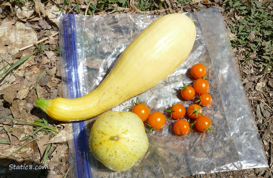 Harvested veggies laying on a ziplock bag on the ground
