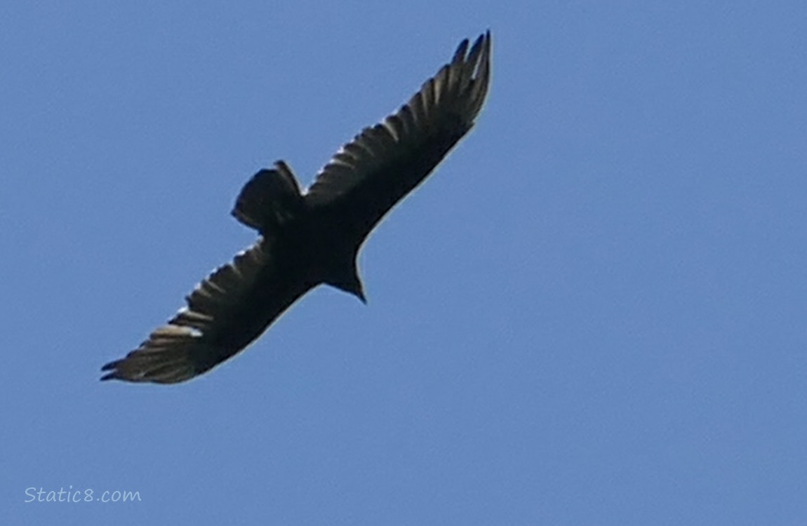 Turkey Vulture silhouette in the blue sky