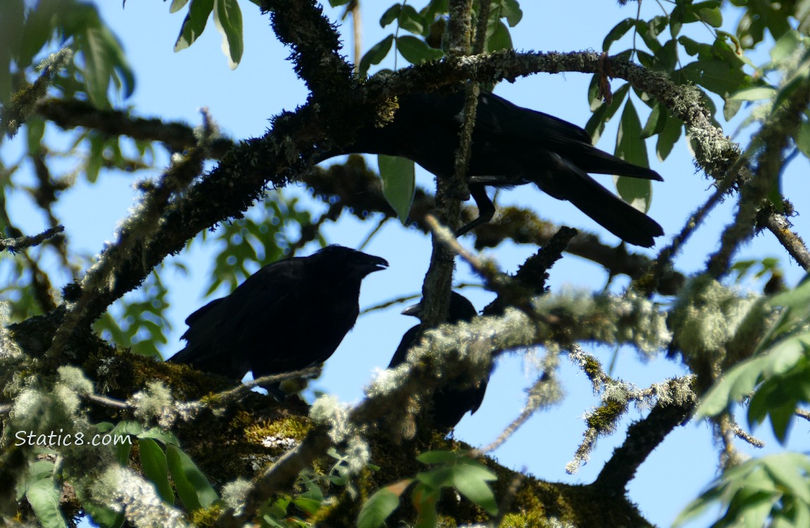 Silhouette of three crows in a tree