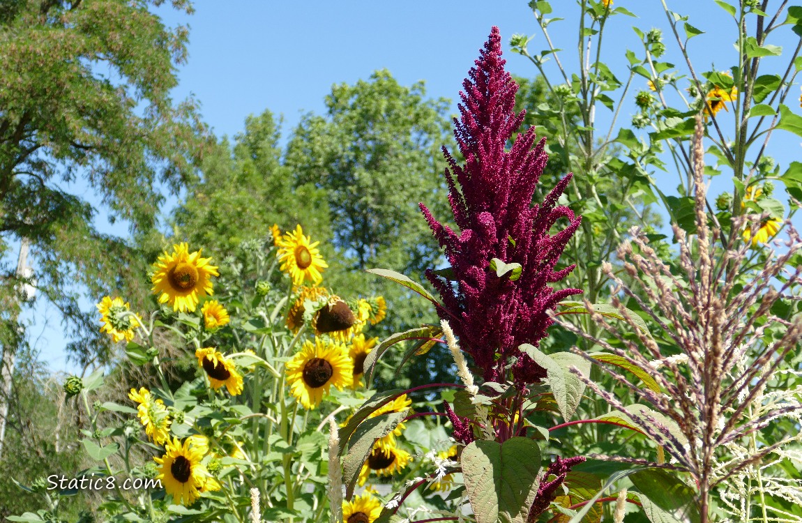 Sunflowers and Amaranth blooms
